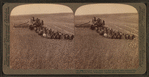 Evolution of the sickle and flail, 33 horse team combined harvester, Walla Walla, Washington.