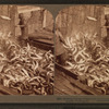 Brailling, taking salmon from the trap for the great canneries, Puget Sound, Washington.