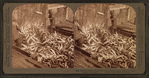Brailling, taking salmon from the trap for the great canneries, Puget Sound, Washington.