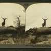 Lordly Monarch of the Western Wilds. Snap shot of Wild Elk.