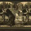 Bear feeding, Yellowstone National Park, Wyo.
