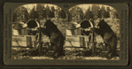 Bear feeding, Yellowstone National Park, Wyo.