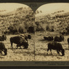 Herd of American Bison, browsing in safety, Yellowstone National Park, Wyo.