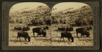 Herd of American Bison, browsing in safety, Yellowstone National Park, Wyo.