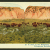 A Few of the Remaining American Bison, Yellowstone National Park.