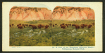 A Few of the Remaining American Bison, Yellowstone National Park.