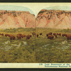 Last Remnants of the American Bison, Yellowstone National Park, U. S. A.