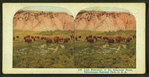 Last Remnants of the American Bison, Yellowstone National Park, U. S. A.