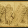 Limestone Hooder, near Golden Gate.