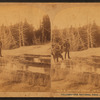Ingersoll Spring (Bob).