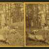 Successful Hunters dressing Elk.