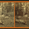 Successful Hunters dressing Elk.