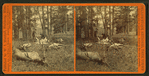 Successful Hunters dressing Elk.