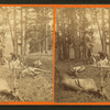Successful Hunters dressing Elk.