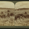 Wild Buffalo, One of America’s 'First Families,' at home on a sunny slope, Yellowstone Park, U.S.A.