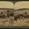 Wild Buffalo, One of America’s 'First Families,' at home on a sunny slope, Yellowstone Park, U.S.A.