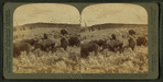 Wild Buffalo, One of America’s 'First Families,' at home on a sunny slope, Yellowstone Park, U.S.A.