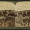 Wild Buffalo, One of America’s 'First Families,' at home on a sunny slope, Yellowstone Park, U.S.A.