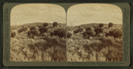Wild Buffalo, One of America’s 'First Families,' at home on a sunny slope, Yellowstone Park, U.S.A.