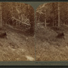 Grizzly Bear at home in the wooded wilderness of famous Yellowstone Park, U.S.A.