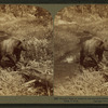 Grizzly Bear at home in the wooded wilderness of famous Yellowstone Park, U.S.A.