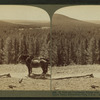 W. from Continental Divide over Shoshone Lake to the Grand Teton, Yellowstone Park, U.S.A.