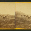 View on the Plains, Kansas, 6 miles west of Fort Hays, 586 miles west of St. Louis, Mo.