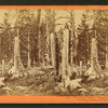 Starvation Camp."  Stumps of trees cut by the Donner Party in Summit Valley, Placer Co., 1846.