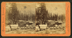 Teaming from the Central Pacific Railroad at Cisco, Placer County.