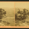 Mountain cedars.