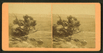 Mountain cedars.
