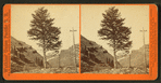 1,000-mile Tree, Weber Canyon, Utah.