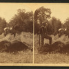 Buffalo hunting, Yellowstone River. [Hunter posing with fallen bison.]