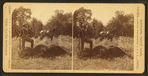 Buffalo hunting, Yellowstone River. [Hunter posing with fallen bison.]