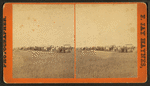 Harvesting, Williams Farm, D.T.