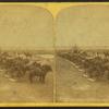 The Spiritwood Farms. [Row of horse plows lined up for work.]