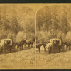 Northern Pacific Views