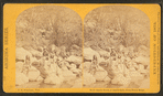 Apache scouts, at Apache Lake, Sierra Blanca range.
