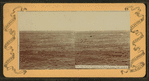 The Sea Bird's Paradise, off Pacific Coast, Cal., U.S.A.
