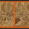 Logging views, including men and women near a giant fallen tree.