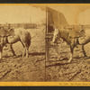 Woolly Horse of California.