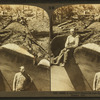 A monster Sequoia just felled at Converse Basin, Cal.