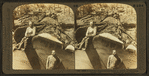 A monster Sequoia just felled at Converse Basin, Cal.