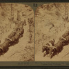 Giant Tex Ox Team dragging the huge logs to the Mill, Boulder Creek, Logging Camp, California.