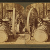 Huge Steam Traction Dray (13 Ft. wheels)hauling logs in a logging camp, California.