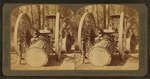 Huge Steam Traction Dray (13 Ft. wheels)hauling logs in a logging camp, California.