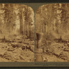 Cutting down the Big Tree - just after the great 100 ft. Sequoia had fallen - Converse Basin, California.