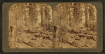 Cutting down the Big Tree - just after the great 100 ft. Sequoia had fallen - Converse Basin, California.