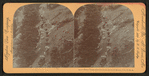 Burro train, with ore from the gold mines, Col. U.S.A.