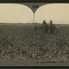 Cultivating a field of beets in Colorado.